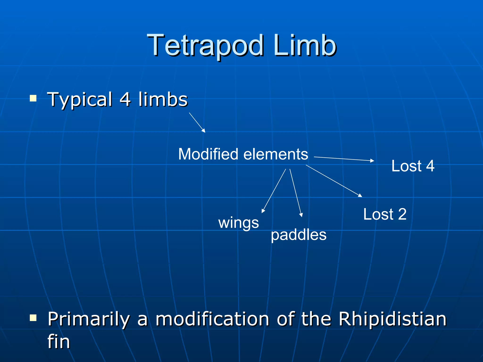 Tetrapod Limb Typical 4 limbs Primarily a modification of the Rhipidistian fin wings paddles Lost 2 Lost 4 Modified elements 