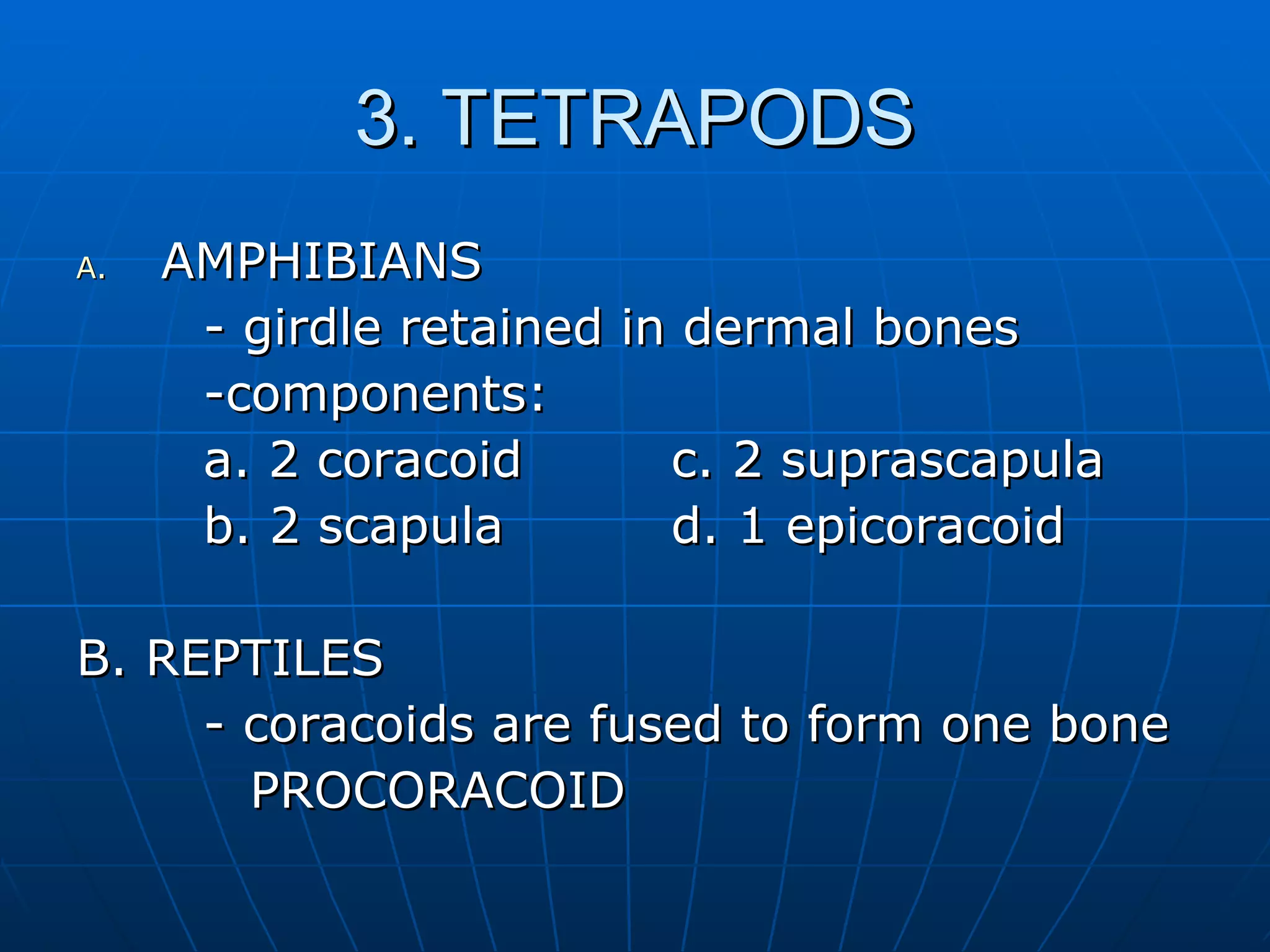 3. TETRAPODS AMPHIBIANS - girdle retained in dermal bones -components: a. 2 coracoid   c. 2 suprascapula b. 2 scapula   d. 1 epicoracoid B. REPTILES - coracoids are fused to form one bone  PROCORACOID 