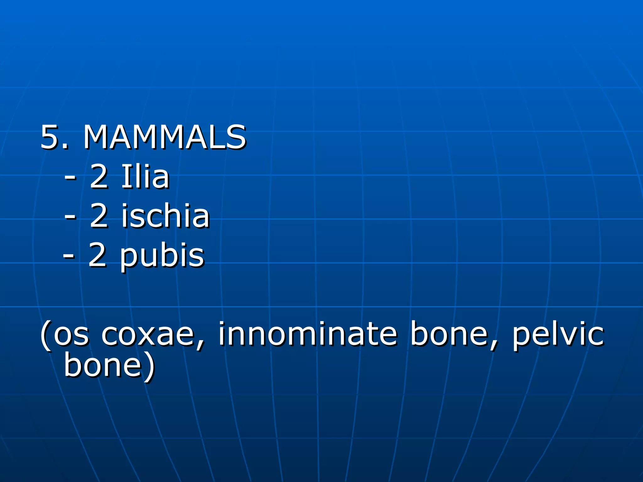 5. MAMMALS - 2 Ilia - 2 ischia - 2 pubis (os coxae, innominate bone, pelvic bone) 