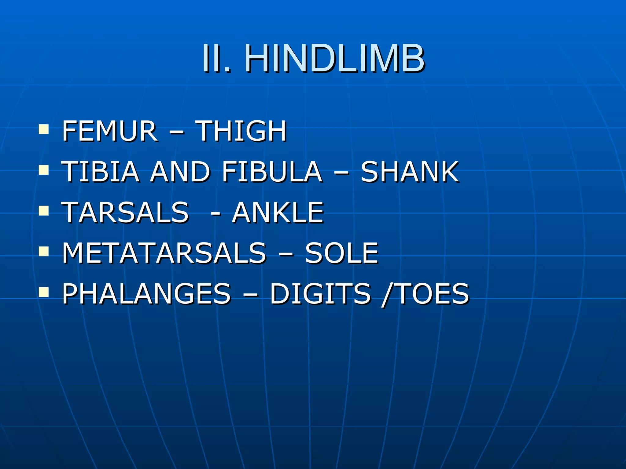 II. HINDLIMB FEMUR – THIGH TIBIA AND FIBULA – SHANK TARSALS  - ANKLE METATARSALS – SOLE PHALANGES – DIGITS /TOES 