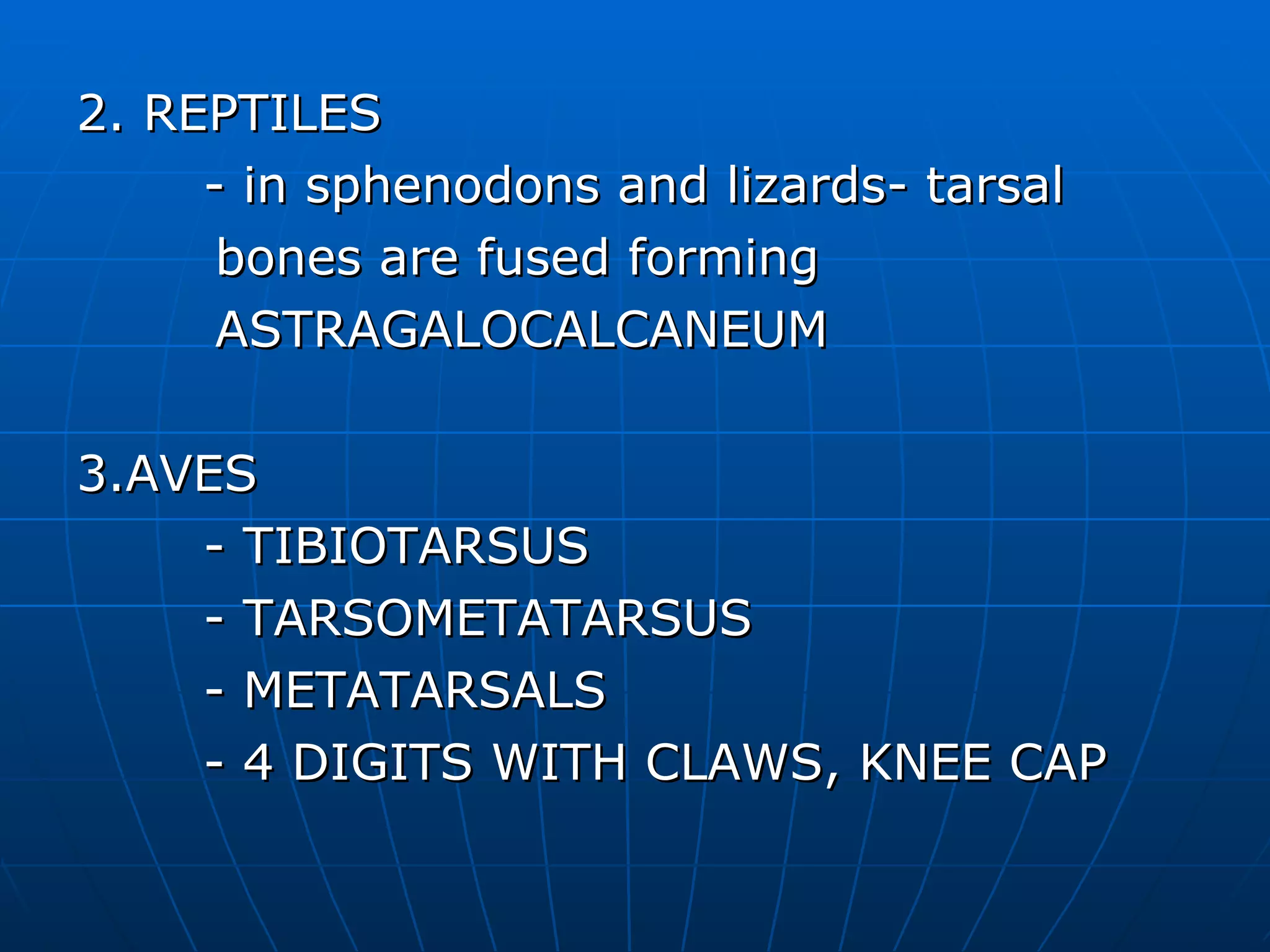 2. REPTILES - in sphenodons and lizards- tarsal  bones are fused forming  ASTRAGALOCALCANEUM 3.AVES - TIBIOTARSUS  - TARSOMETATARSUS - METATARSALS - 4 DIGITS WITH CLAWS, KNEE CAP 