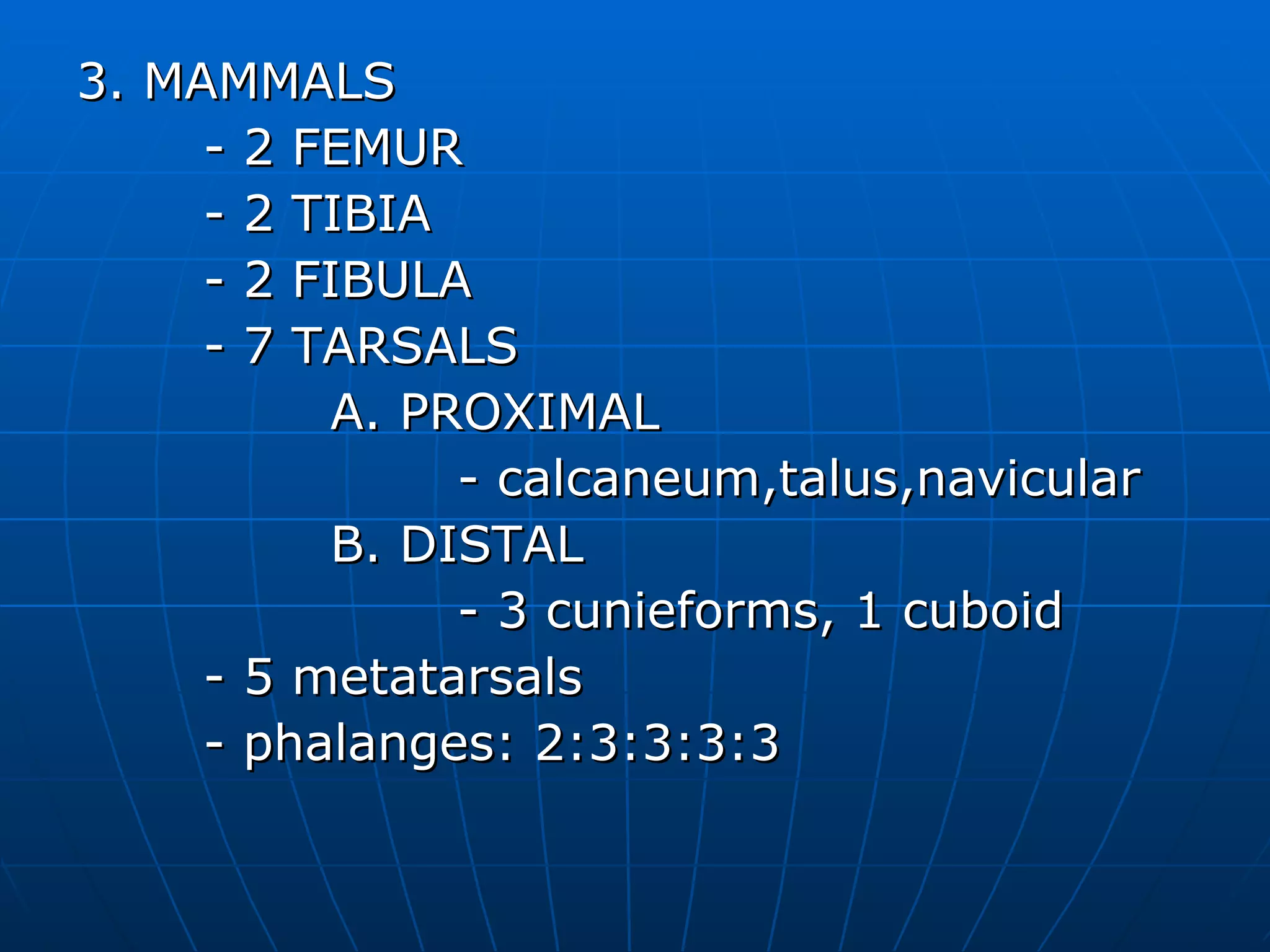 3. MAMMALS - 2 FEMUR - 2 TIBIA - 2 FIBULA - 7 TARSALS A. PROXIMAL - calcaneum,talus,navicular B. DISTAL - 3 cunieforms, 1 cuboid - 5 metatarsals - phalanges: 2:3:3:3:3 