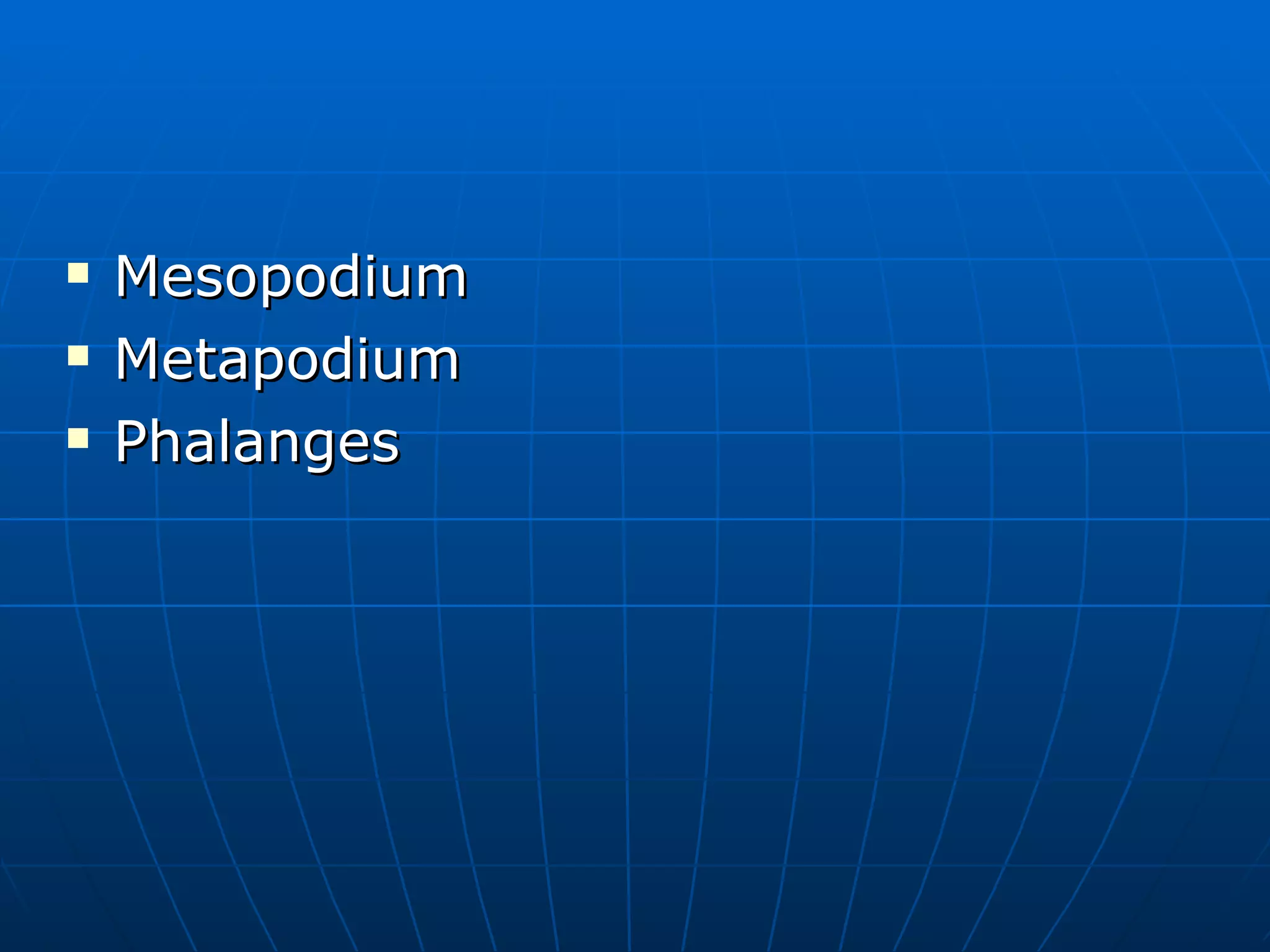 Mesopodium Metapodium Phalanges 