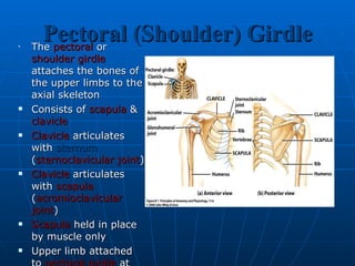 Pectoral (Shoulder) Girdle The  pectoral   or  shoulder girdle  attaches the bones of the upper limbs to the axial skeleton  Consists of  scapula  &  clavicle Clavicle  articulates with  sternum  ( sternoclavicular joint )  Clavicle  articulates with  scapula  ( acromioclavicular joint ) Scapula  held in place by muscle only Upper limb attached to  pectoral girdle  at shoulder ( glenohumeral joint ) 