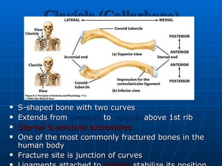 Clavicle (Collarbone) S-shaped bone with two curves Extends from  sternum  to  scapula  above 1st rib Sternal & acromial extremities One of the most commonly fractured bones in the human body Fracture site is junction of curves  Ligaments attached to  clavicle  stabilize its position. Shoulder separation  is sprain of the  acromioclavicular ligament 