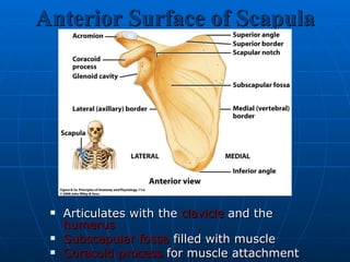 Anterior Surface of Scapula Articulates with the  clavicle  and the  humerus Subscapular fossa  filled with muscle  Coracoid process  for muscle attachment 