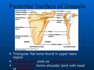 Posterior Surface of Scapula Triangular flat bone found in upper back region Scapular spine  ends as  acromion process Glenoid cavity  forms shoulder joint with head of  humerus Supraspinous  &  infraspinous   fossa  for muscular attachments 
