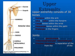 Upper Extremity Upper extremity consists of 30 bones Humerus  within the arm Ulna  &  radius  within the forearm Carpal  bones within the wrist Metacarpal  bones within the palm Phalanges  in the fingers Joints  Shoulder  ( glenohumeral ),  elbow ,  wrist ,  metacarpophalangeal ,  interphalangeal Shoulder dislocation  is separation of the  humerus  from the  glenoid cavity  of the  scapula 