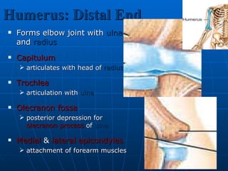 Humerus: Distal End Forms elbow joint with  ulna  and  radius Capitulum   articulates with head of  radius Trochlea articulation with  ulna Olecranon fossa posterior depression for  olecranon process  of  ulna   Medial  &  lateral   epicondyles attachment of forearm muscles  