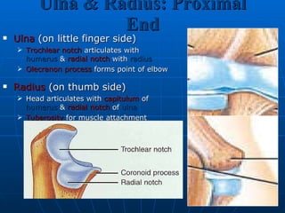 Ulna & Radius: Proximal End Ulna  (on little finger side) Trochlear notch  articulates with humerus  &  radial notch  with  radius Olecranon process  forms point of elbow Radius  (on thumb side) Head articulates with  capitulum  of  humerus  &  radial notch  of  ulna   Tuberosity  for muscle attachment 
