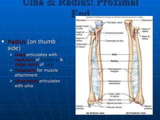 Ulna & Radius: Proximal End Radius  (on thumb side) Head  articulates with  capitulum  of  humerus  &  radial notch  of  ulna   Tuberosity  for muscle attachment Ulnar notch  articulates with ulna 