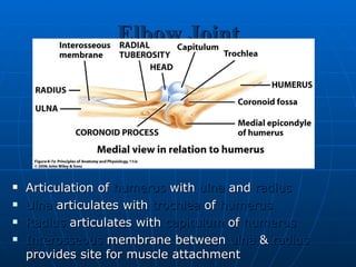Elbow Joint Articulation of  humerus  with  ulna  and  radius Ulna  articulates with  trochlea  of  humerus Radius  articulates with  capitulum  of  humerus Interosseous  membrane between  ulna  &  radius  provides site for muscle attachment 