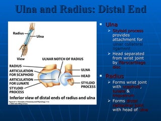 Ulna and Radius: Distal End Ulna Styloid process  provides attachment for  ulnar collateral ligament Head separated from wrist joint by  fibrocartilage disc Radius   Forms wrist joint with  scaphoid ,  lunate  &  triquetrum Forms  distal radioulnar joint  with head of  ulna 