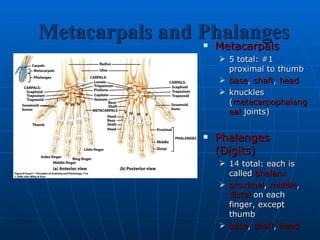 Metacarpals and Phalanges Metacarpals 5 total: #1 proximal to thumb base ,  shaft ,  head knuckles ( metacarpophalangeal  joints) Phalanges (Digits) 14 total: each is called  phalanx proximal ,  middle ,  distal  on each finger, except thumb base ,  shaft ,  head 