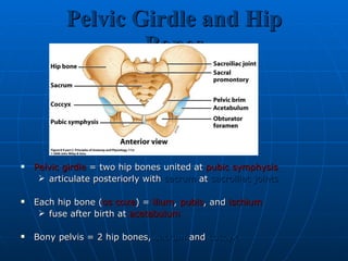 Pelvic Girdle and Hip Bones Pelvic girdle  = two hip bones united at  pubic symphysis articulate posteriorly with  sacrum  at  sacroiliac joints Each hip bone ( os coxa ) =  ilium ,  pubis , and  ischium fuse after birth at  acetabulum Bony pelvis = 2 hip bones,  sacrum  and  coccyx 