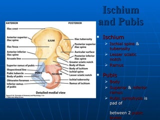 Ischium and Pubis Ischium Ischial spine  &  tuberosity Lesser sciatic notch Ramus Pubis Body Superior  &  inferior   ramus Pubic symphysis  is pad of  fibrocartilage  between 2  pubic bones 