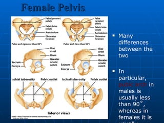 Female Pelvis  Male Pelvis Many differences between the two In particular,  pubic arch  in males is usually less than 90˚, whereas in females it is usually greater than 90˚ 