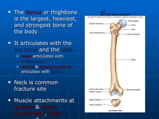 Femur The  femur  or thighbone is the largest, heaviest, and strongest bone of the body It articulates with the  hip bone  and the  tibia Head  articulates with  acetabulum   Medial  &  lateral   condyles  articulate with  tibia Neck is common fracture site Muscle attachments at  greater  &  lesser trochanters ,  linea aspera , &  gluteal tuberosity Patellar  surface is visible anteriorly between  condyles 