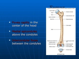 Femur Fovea capitis  in the center of the head Medial epicondyles  above the condyles Intercondylar fossa  between the condyles 