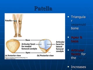 Patella Triangular  sesamoid  bone Apex & base Articular facets  for the  femur   Increases leverage of  quadriceps femoris tendon 