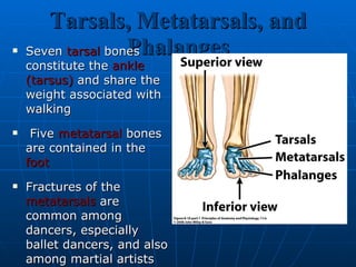 Tarsals, Metatarsals, and Phalanges Seven  tarsal  bones constitute the  ankle (tarsus)  and share the weight associated with walking Five  metatarsal   bones are contained in the  foot   Fractures of the  metatarsals  are common among dancers, especially ballet dancers, and also among martial artists The arrangement of  phalanges  in the  toes  is the same as that described for the fingers and thumb above: fourteen bones in each foot 