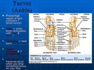 Tarsus (Ankle) Proximal  region of foot (contains 7 tarsal bones) Talus  = ankle bone (articulates with  tibia  &  fibula ) Calcaneus  = heel bone Cuboid ,  navicular  & 3  cuneiforms Metatarsal  fractures occur when you drop something heavy on your foot 