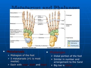 Metatarsus and Phalanges Metatarsals Midregion of the foot 5 metatarsals (#1 is most medial) Each with  base ,  shaft  and  head Phalanges Distal portion of the foot Similar in number and arrangement to the hand Big toe is  hallux 