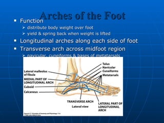 Arches of the Foot Function distribute body weight over foot yield & spring back when weight is lifted Longitudinal arches along each side of foot Transverse arch across midfoot region navicular, cuneiforms & bases of metatarsals 