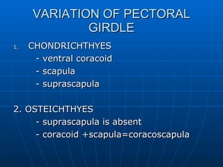 VARIATION OF PECTORAL GIRDLE CHONDRICHTHYES - ventral coracoid - scapula - suprascapula 2. OSTEICHTHYES - suprascapula is absent - coracoid +scapula=coracoscapula 