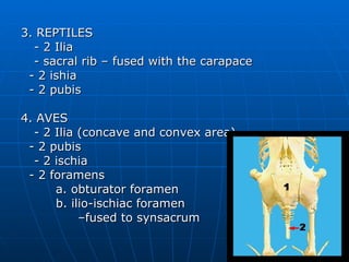 3. REPTILES - 2 Ilia  - sacral rib – fused with the carapace - 2 ishia - 2 pubis 4. AVES - 2 Ilia (concave and convex area) - 2 pubis - 2 ischia - 2 foramens a. obturator foramen b. ilio-ischiac foramen  – fused to synsacrum 