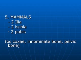 5. MAMMALS - 2 Ilia - 2 ischia - 2 pubis (os coxae, innominate bone, pelvic bone) 
