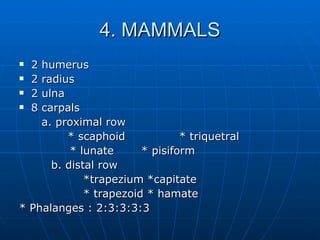 4. MAMMALS 2 humerus 2 radius 2 ulna 8 carpals a. proximal row * scaphoid * triquetral   * lunate   * pisiform b. distal row *trapezium *capitate * trapezoid * hamate * Phalanges : 2:3:3:3:3 