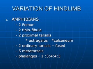 VARIATION OF HINDLIMB AMPHIBIANS - 2 Femur - 2 tibio-fibula - 2 proximal tarsals    * astragalus  *calcaneum - 2 ordinary tarsals – fused - 5 metatarsals  - phalanges : 1 :3:4:4:3 