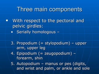 Three main components With respect to the pectoral and pelvic girdles: Serially homologous –  Propodium (= stylopodium) – upper arm, upper leg Epipodium (= zeugopodium) – forearm, shin Autopodium – manus or pes (digits, and wrist and palm, or ankle and sole 