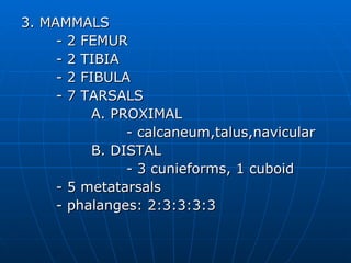 3. MAMMALS - 2 FEMUR - 2 TIBIA - 2 FIBULA - 7 TARSALS A. PROXIMAL - calcaneum,talus,navicular B. DISTAL - 3 cunieforms, 1 cuboid - 5 metatarsals - phalanges: 2:3:3:3:3 