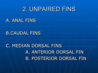2. UNPAIRED FINS A. ANAL FINS B.CAUDAL FINS C. MEDIAN DORSAL FINS A. ANTERIOR DORSAL FIN B. POSTERIOR DORSAL FIN 