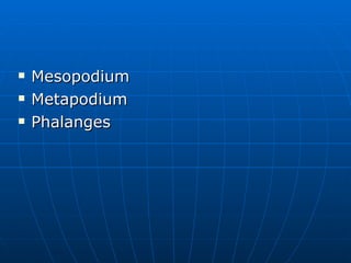 Mesopodium Metapodium Phalanges 