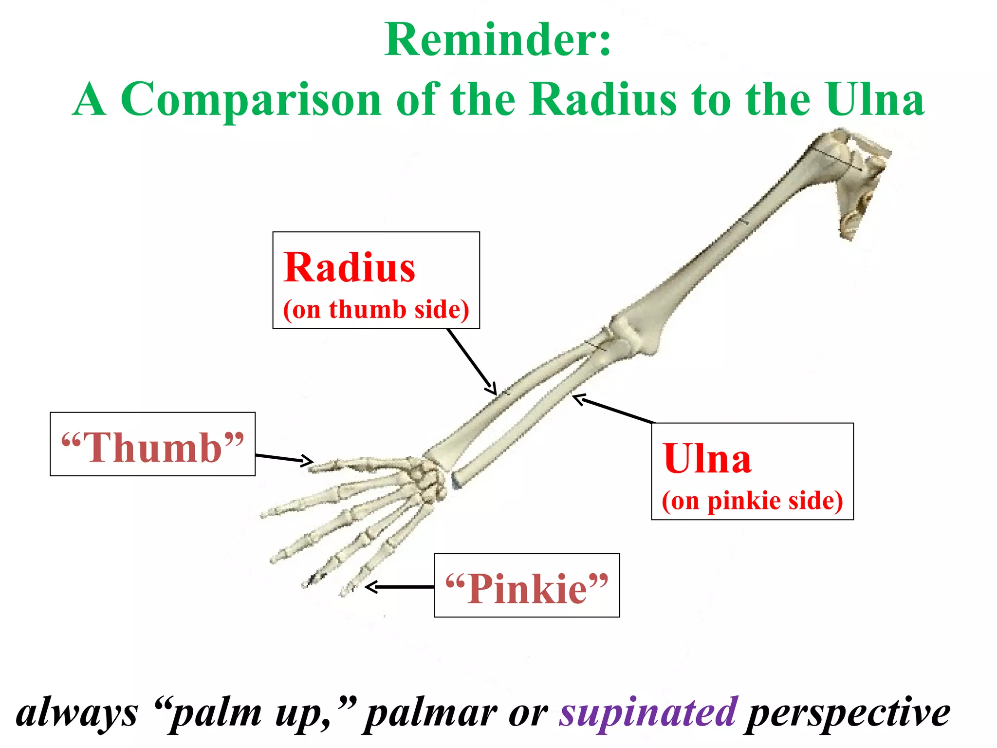 Reminder: A Comparison of the Radius to the Ulna always “palm up,” palmar or  supinated  perspective “ Thumb” “ Pinkie” Radius (on thumb side) Ulna (on pinkie side) 