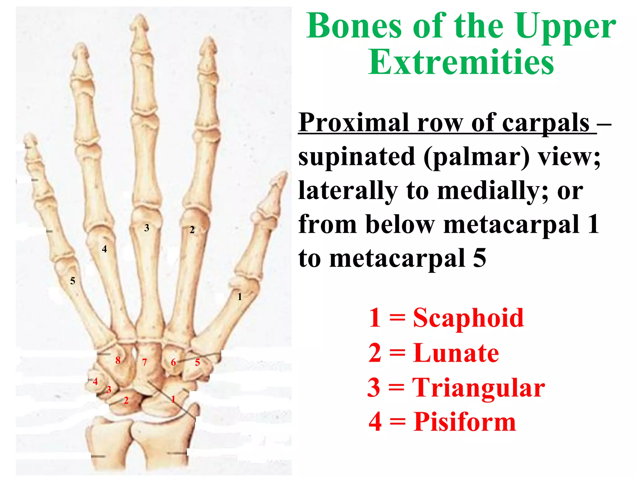 5 1 2 3 4 4 3 2 1 5 6 7 8 Proximal row of carpals  – supinated (palmar) view; laterally to medially; or from below metacarpal 1 to metacarpal 5 Bones of the Upper Extremities 1 = Scaphoid 3 = Triangular 2 = Lunate 4 = Pisiform 