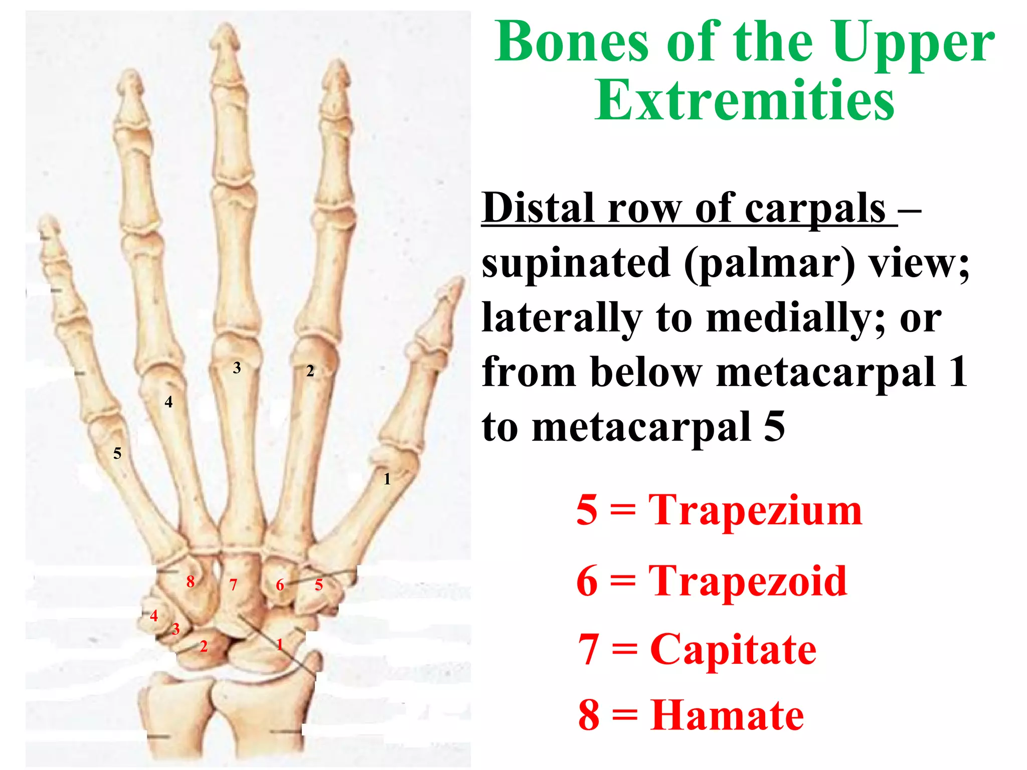 5 = Trapezium 6 = Trapezoid 7 = Capitate 8 = Hamate Distal row of carpals  – supinated (palmar) view; laterally to medially; or from below metacarpal 1 to metacarpal 5 5 1 2 3 4 4 3 2 1 5 6 7 8 Bones of the Upper Extremities 