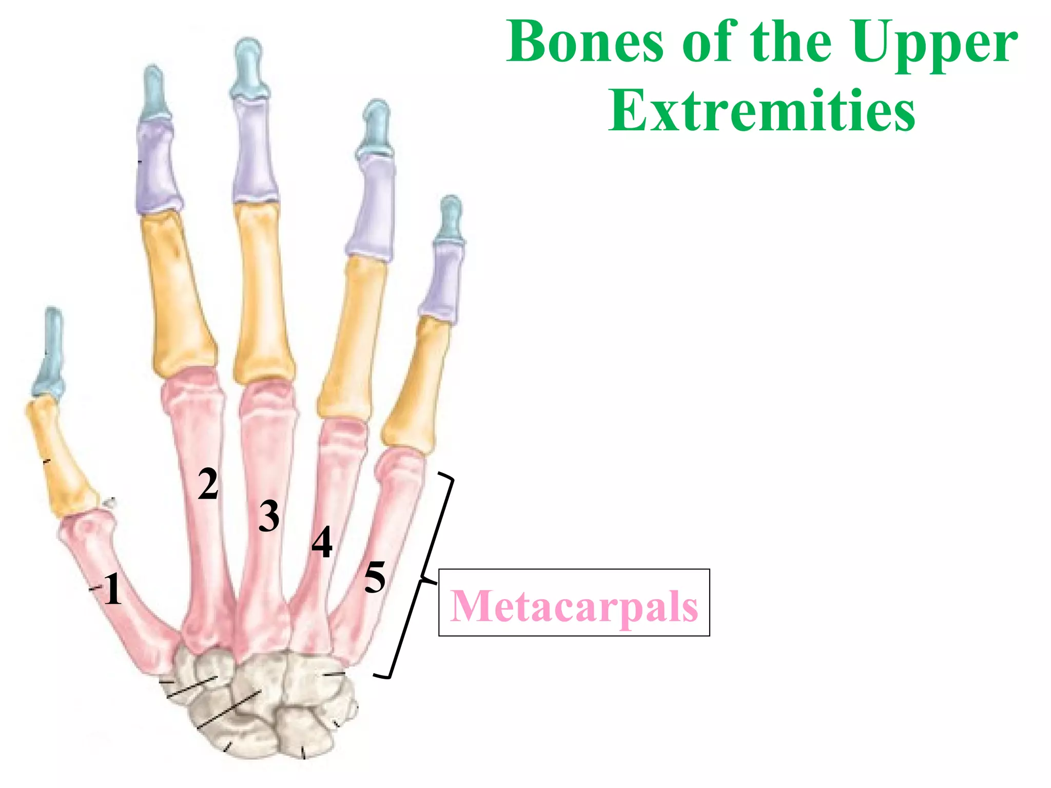 Bones of the Upper Extremities 1 2 3 4 5 Metacarpals 