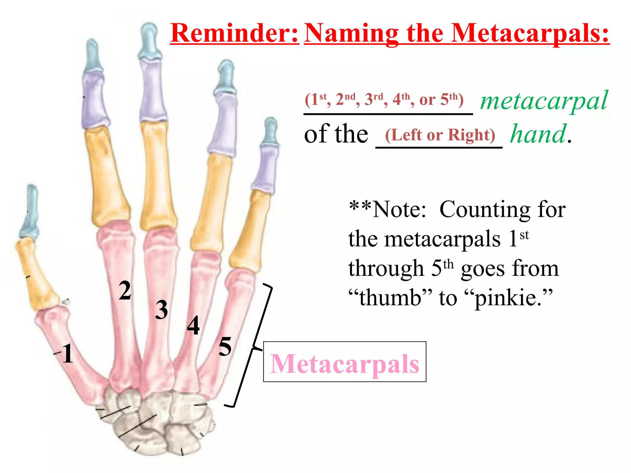 Naming the Metacarpals: ____________   metacarpal  of the  _________   hand . (1 st , 2 nd , 3 rd , 4 th , or 5 th )  (Left or Right) **Note:  Counting for the metacarpals 1 st  through 5 th  goes from “thumb” to “pinkie.” Reminder: 1 2 3 4 5 Metacarpals 