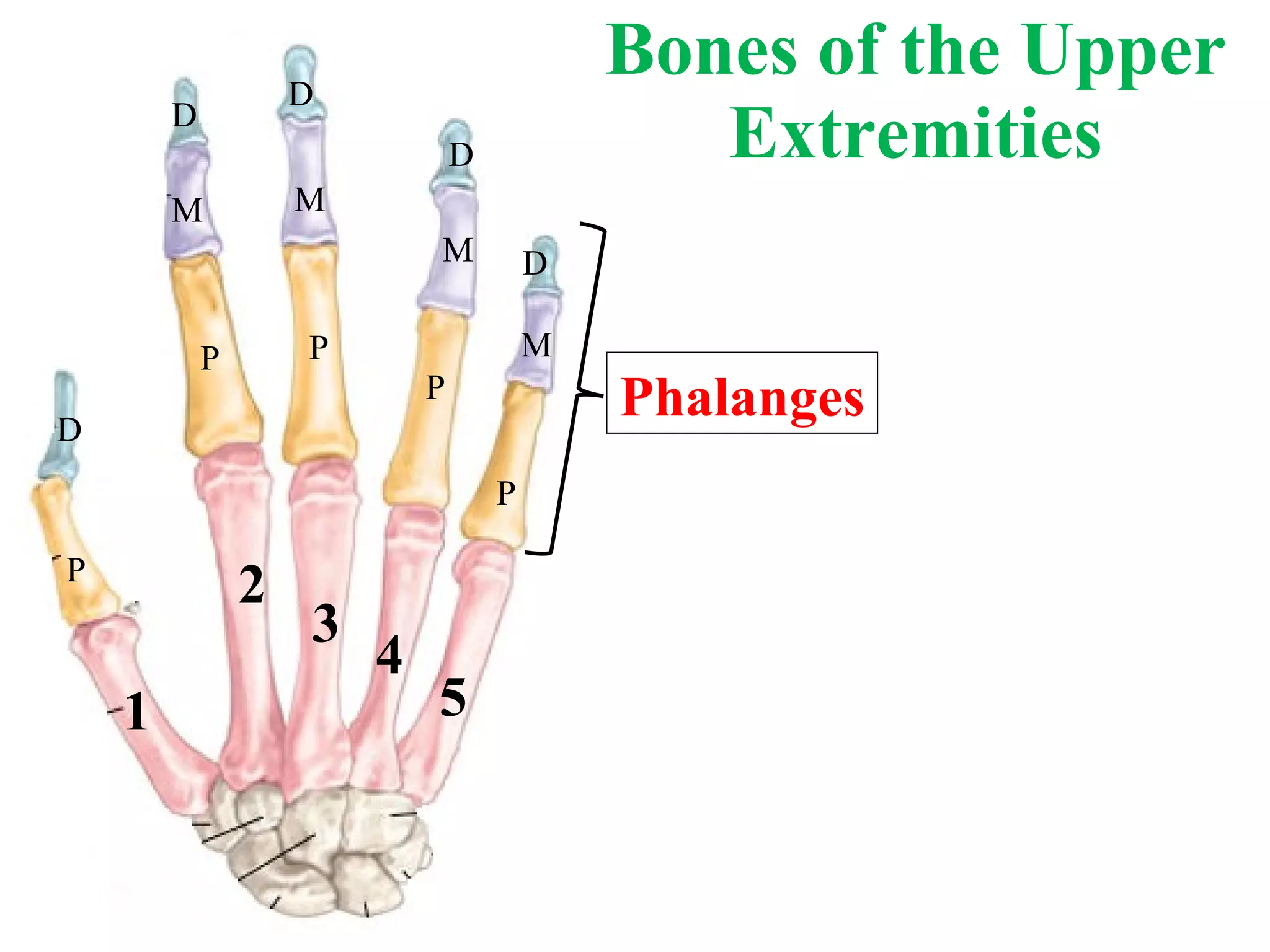 Bones of the Upper Extremities P P M D D P M D P M D P M D 1 2 3 4 5 Phalanges 