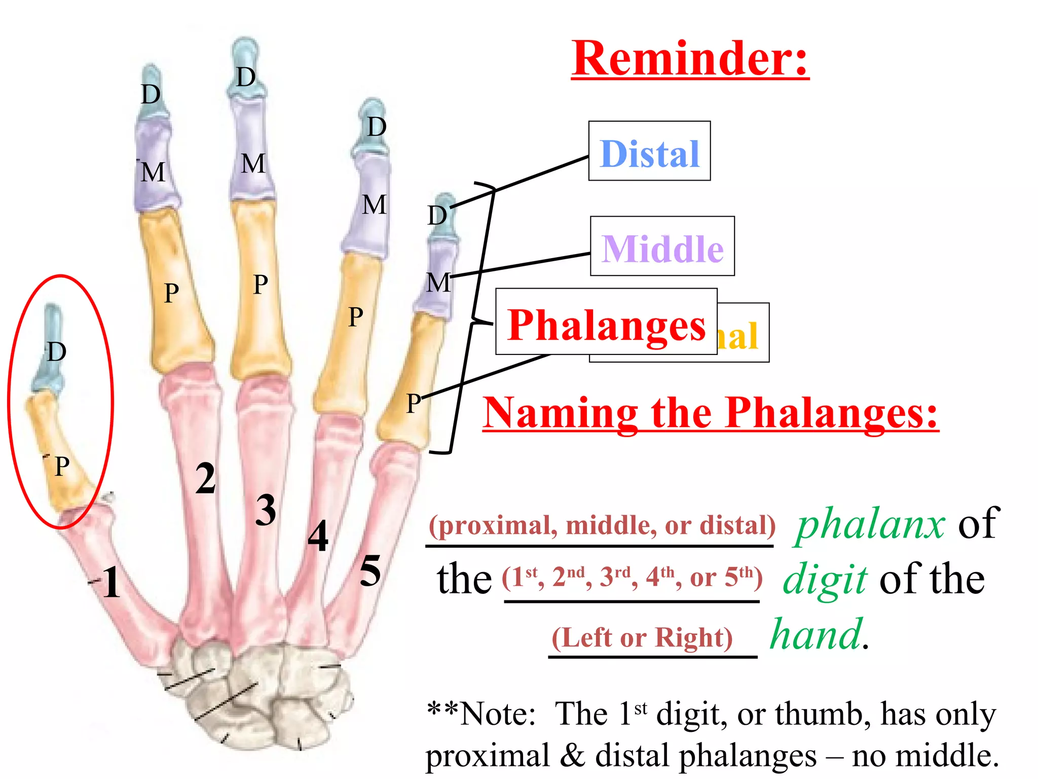Naming the Phalanges: _______________   phalanx  of the  ___________  digit  of the  _________   hand . (1 st , 2 nd , 3 rd , 4 th , or 5 th )  (Left or Right) (proximal, middle, or distal) **Note:  The 1 st  digit, or thumb, has only proximal & distal phalanges – no middle. P P M D D P M D P M D P M D Reminder: 1 2 3 4 5 Proximal Middle Distal Phalanges 