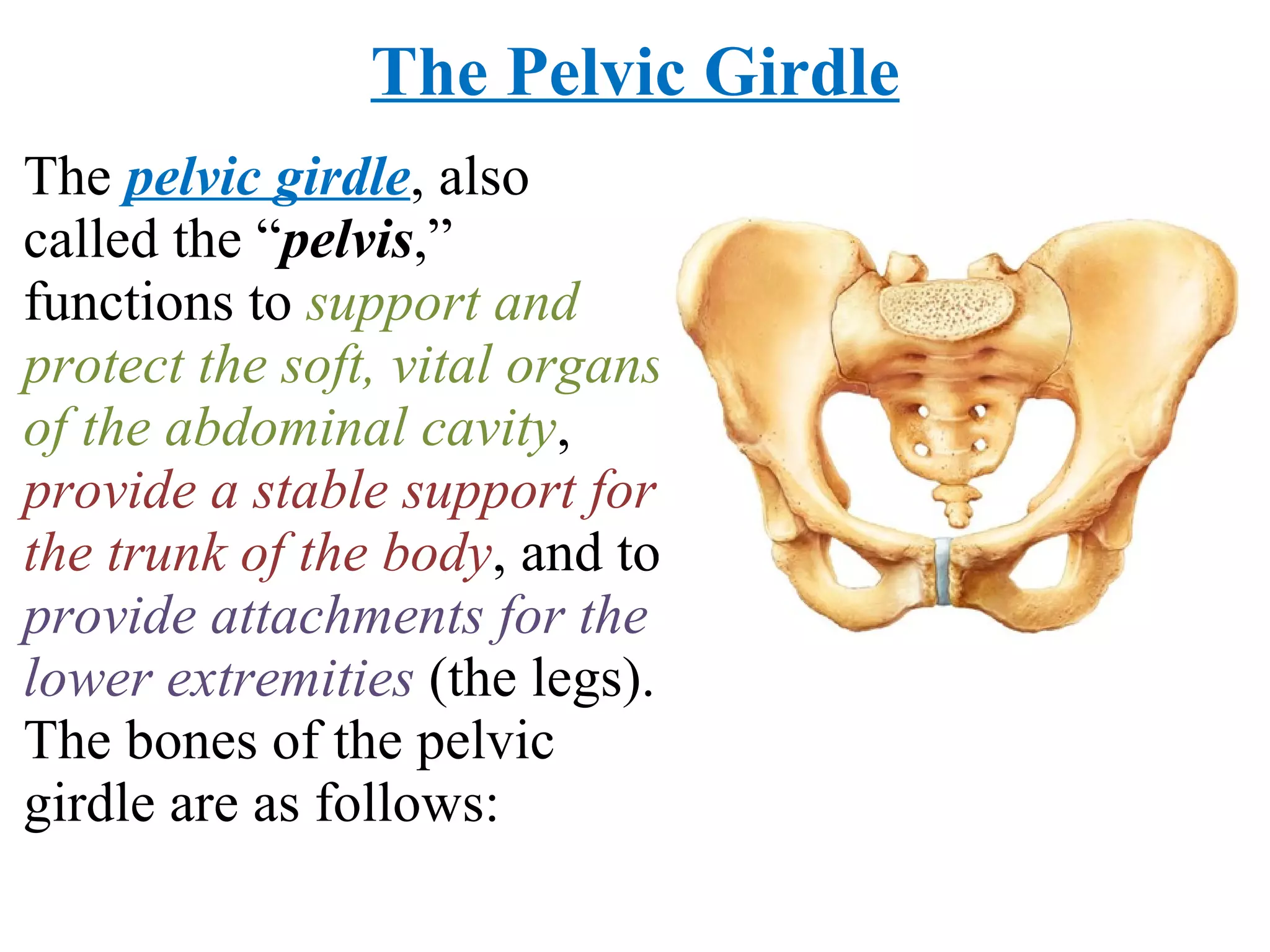 The Pelvic Girdle The  pelvic girdle , also called the “ pelvis ,” functions to  support and protect the soft, vital organs of the abdominal cavity ,  provide a stable support for the trunk of the body , and to  provide attachments for the lower extremities  (the legs). The bones of the pelvic girdle are as follows: 