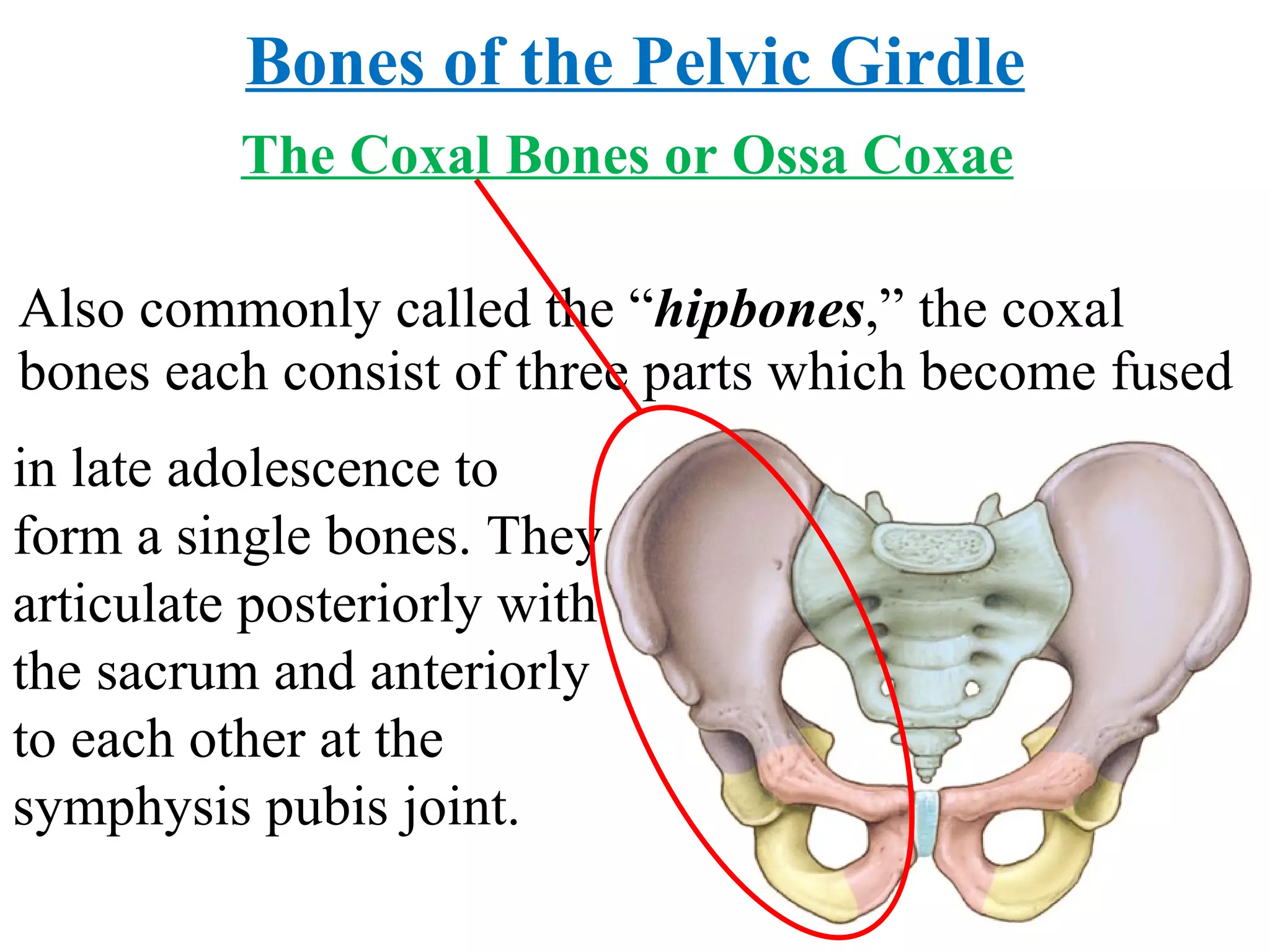 The Coxal Bones or Ossa Coxae Also commonly called the “ hipbones ,” the coxal bones each consist of three parts which become fused Bones of the Pelvic Girdle in late adolescence to form a single bones. They articulate posteriorly with the sacrum and anteriorly to each other at the symphysis pubis joint.  