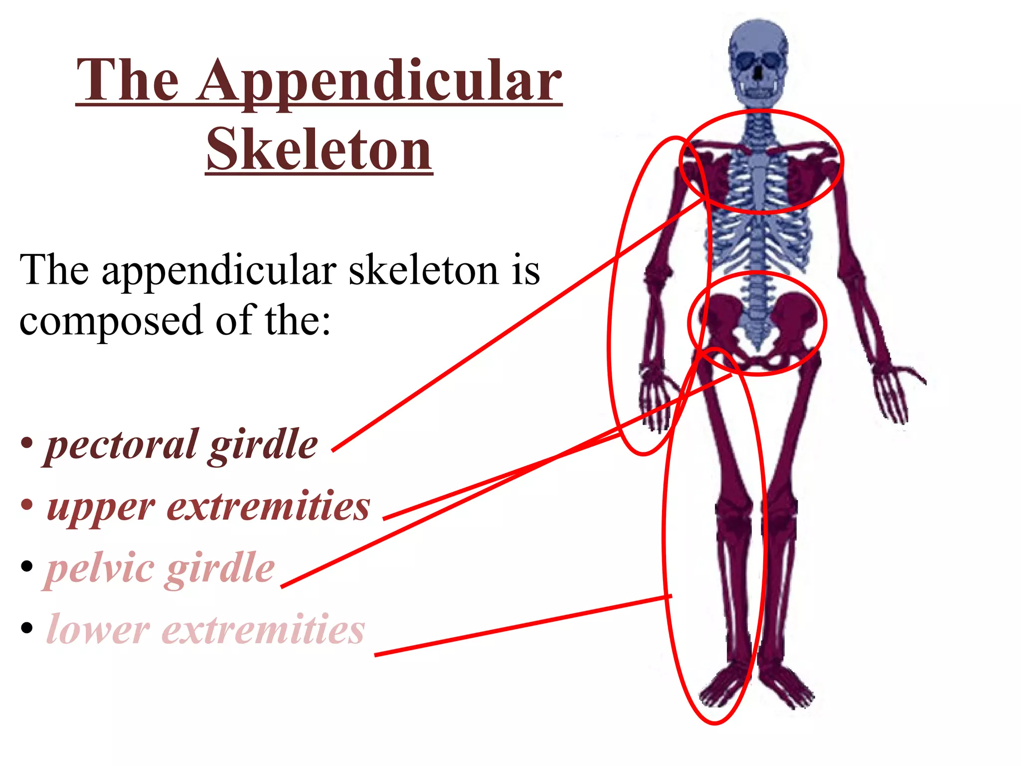 The Appendicular Skeleton The appendicular skeleton is composed of the: pectoral girdle upper extremities pelvic girdle lower extremities 