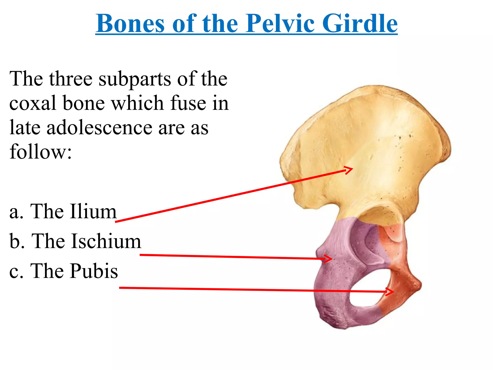The three subparts of the coxal bone which fuse in late adolescence are as follow: a. The Ilium b. The Ischium c. The Pubis Bones of the Pelvic Girdle 