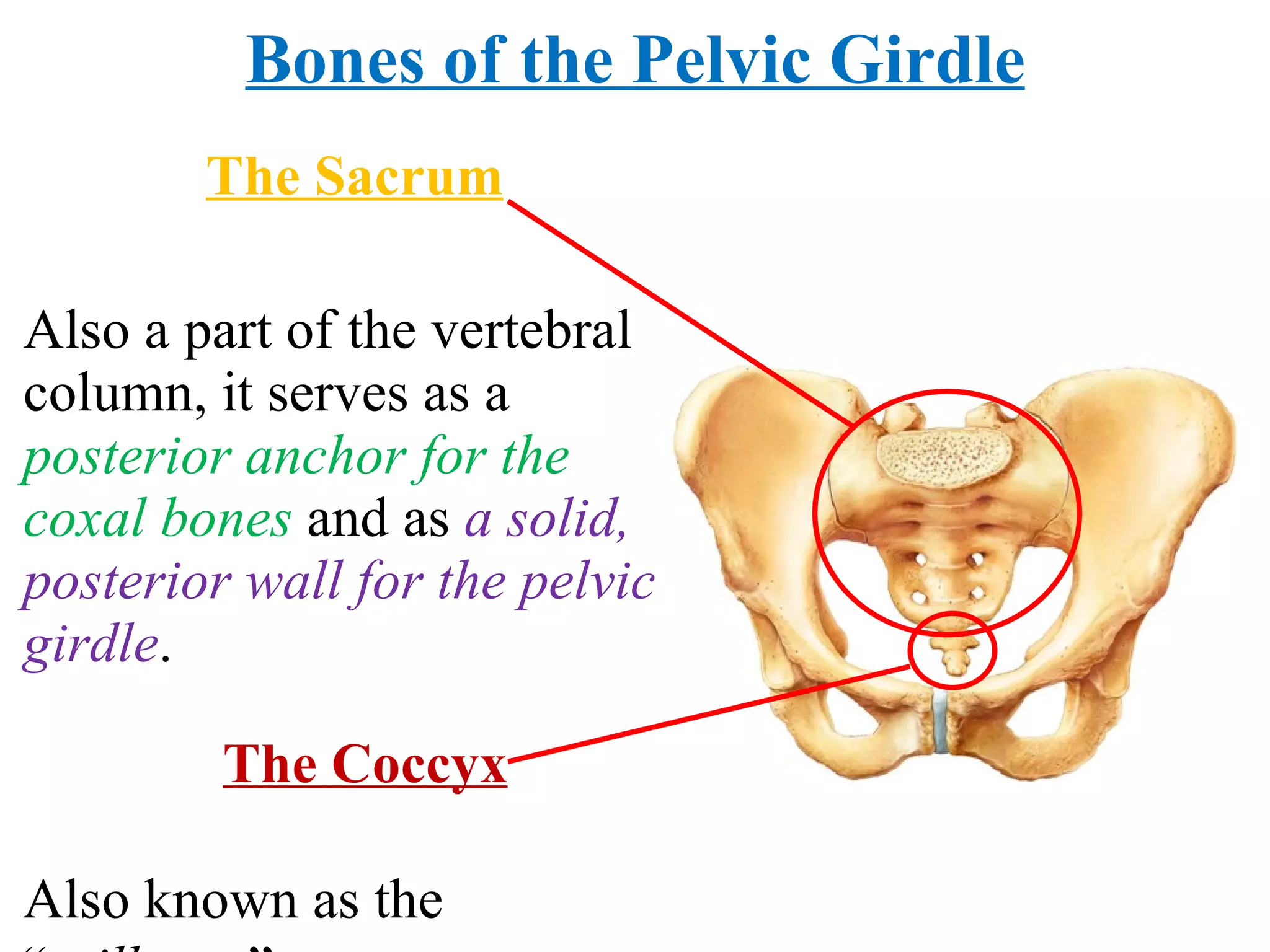 The Sacrum Also a part of the vertebral column, it serves as a  posterior anchor for the coxal bones  and as  a solid, posterior wall for the pelvic girdle . Bones of the Pelvic Girdle The Coccyx Also known as the “ tailbone .” 