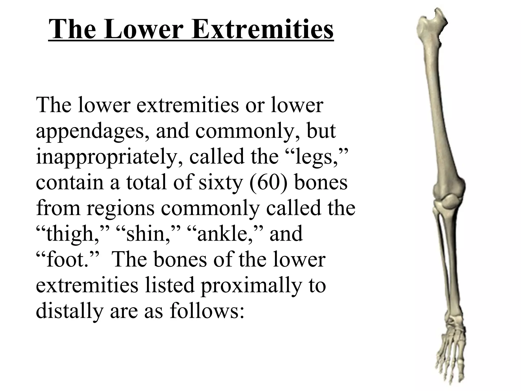 The Lower Extremities The lower extremities or lower appendages, and commonly, but inappropriately, called the “legs,” contain a total of sixty (60) bones from regions commonly called the “thigh,” “shin,” “ankle,” and “foot.”  The bones of the lower extremities listed proximally to distally are as follows: 